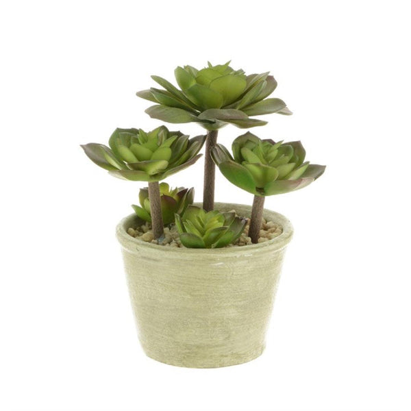 Green Succulent in Round Pot - The Irish Country Home