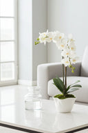 Plants - The Irish Country Home