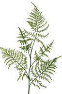 Faux Asparagus Stem 64cm