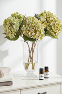 Balmoral Green Hydrangea
