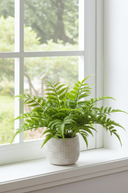 Potted Fern in Ceramic Pot