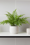 Potted Fern in Ceramic Pot