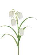 White Fritillaria Stem