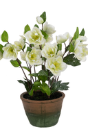 White Frosted Hellebore in Pot 46cm
