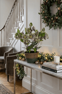 Green Frosted Hellebore in Pot 46cm - The Irish Country Home