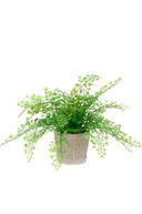 Maidenhair Fern in a Wicker Clay Pot