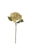 Balmoral Green Hydrangea