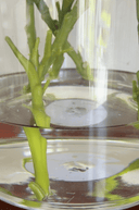 Sample Faux Water Arrangement with Minor Flaw - The Irish Country Home