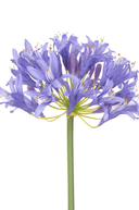 Faux Large Agapanthus Blue 80cm - The Irish Country Home