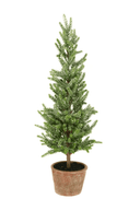 Frosted Pine Tree in Terracotta Pot 55cm - The Irish Country Home