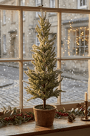 Frosted Pine Tree in Terracotta Pot 55cm - The Irish Country Home