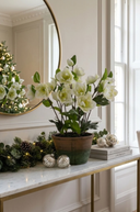 White Frosted Hellebore in Pot 46cm