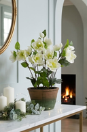 White Frosted Hellebore in Pot 46cm