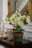 White Frosted Hellebore in Pot 46cm