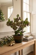 Green Frosted Hellebore in Pot 46cm