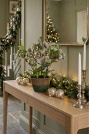 Green Frosted Hellebore in Pot 46cm