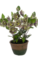 Green Frosted Hellebore in Pot 46cm