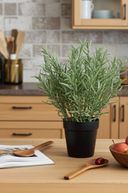 Faux Rosemary Plant