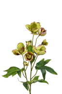 Faux Silk Green Burgundy Helleborus Flower Stem