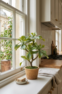 Faux Succulent Plant in Pot 42cm