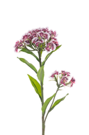 Faux Sweet William Spray 60cm