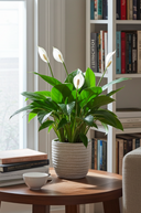 Faux Peace Lily in Ceramic Pot