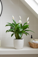 Faux Peace Lily in Ceramic Pot