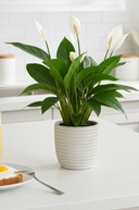 Faux Peace Lily in Ceramic Pot