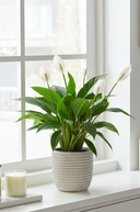 Faux Peace Lily in Ceramic Pot