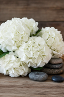Faux White Mophead Hydrangea Stem