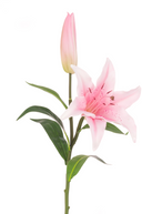 Fresh Touch Pink Lily