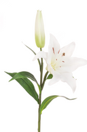 Fresh Touch White Lily