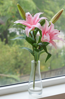 Fresh Touch Pink Lily