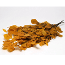 Preserved Autumnal Beech Gold - The Irish Country Home