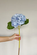 A single pale blue Hydrangea stem with large head featuring hand painted petals, held by a hand against a neutral background.