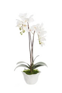 Faux Orchid in Ceramic Crinkle Pot 62cm