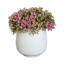 Pink Baby's Breath in Ribbed Pot