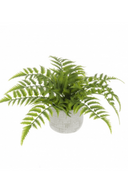 Potted Fern in Ceramic Pot