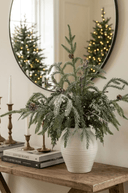 Sparkle Pine in Pot 45cm - The Irish Country Home