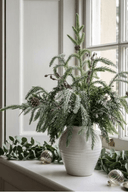 Sparkle Pine in Pot 45cm - The Irish Country Home
