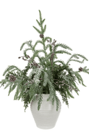 Sparkle Pine in Pot 45cm - The Irish Country Home