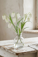 White Fritillaria Stem