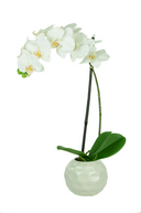 White Orchid in a Dimpled Pot 50cm
