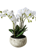 White Orchids in Clay Pot 47cm - The Irish Country Home
