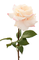 Faux Blush Pink Hybrid Tea Rose