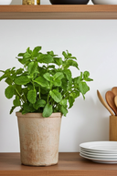 Faux Pre Potted Mint