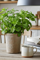 Faux Pre Potted Mint