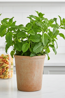 Faux Pre Potted Mint