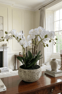 White Orchids in Clay Pot 47cm - The Irish Country Home