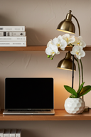 White Orchid in a Dimpled Pot 50cm